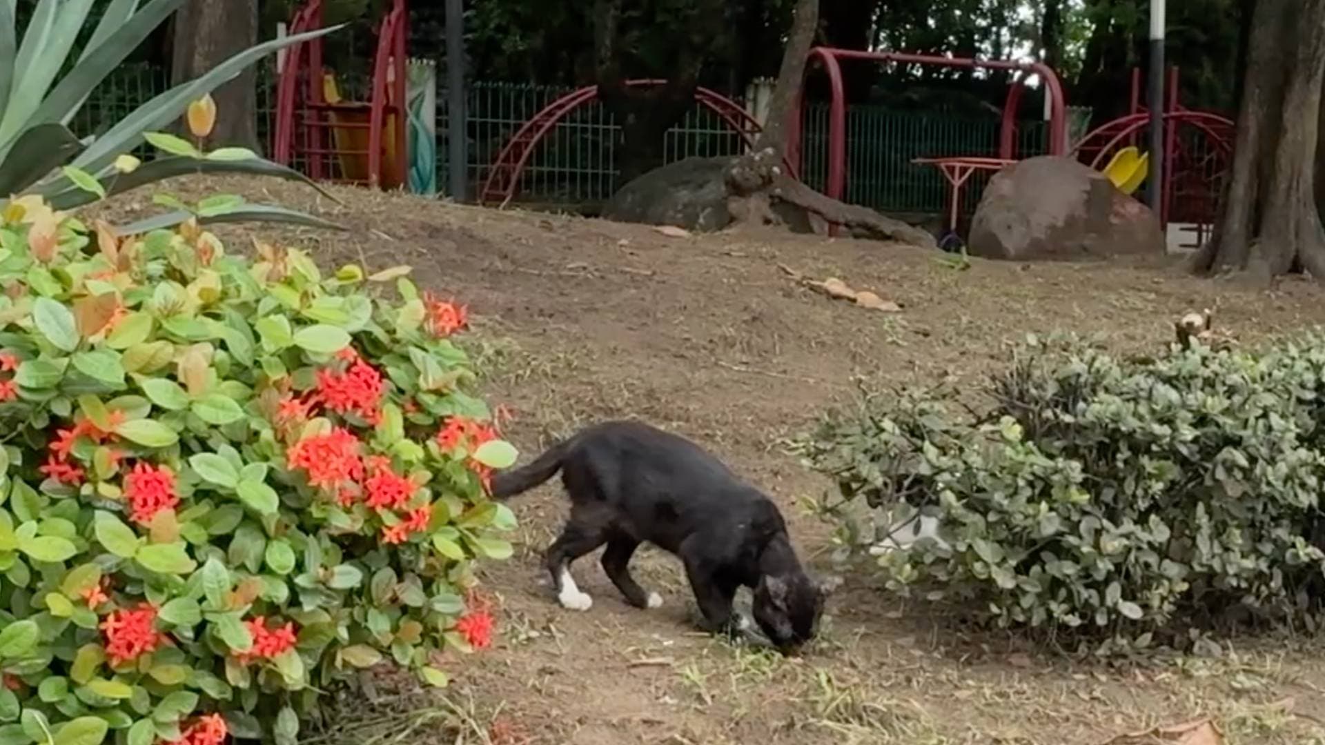 Protectores de animales denuncian presunto envenenamiento de gatos en parque de Veracruz