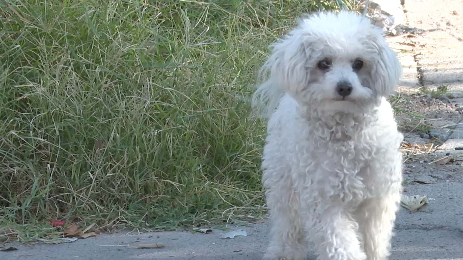 Perro en calle