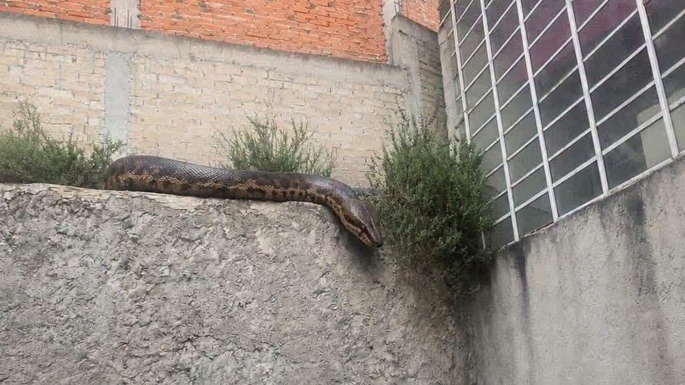 El reptil fue captado por vecinos de la colonia Lomas Lindas en Atizapán