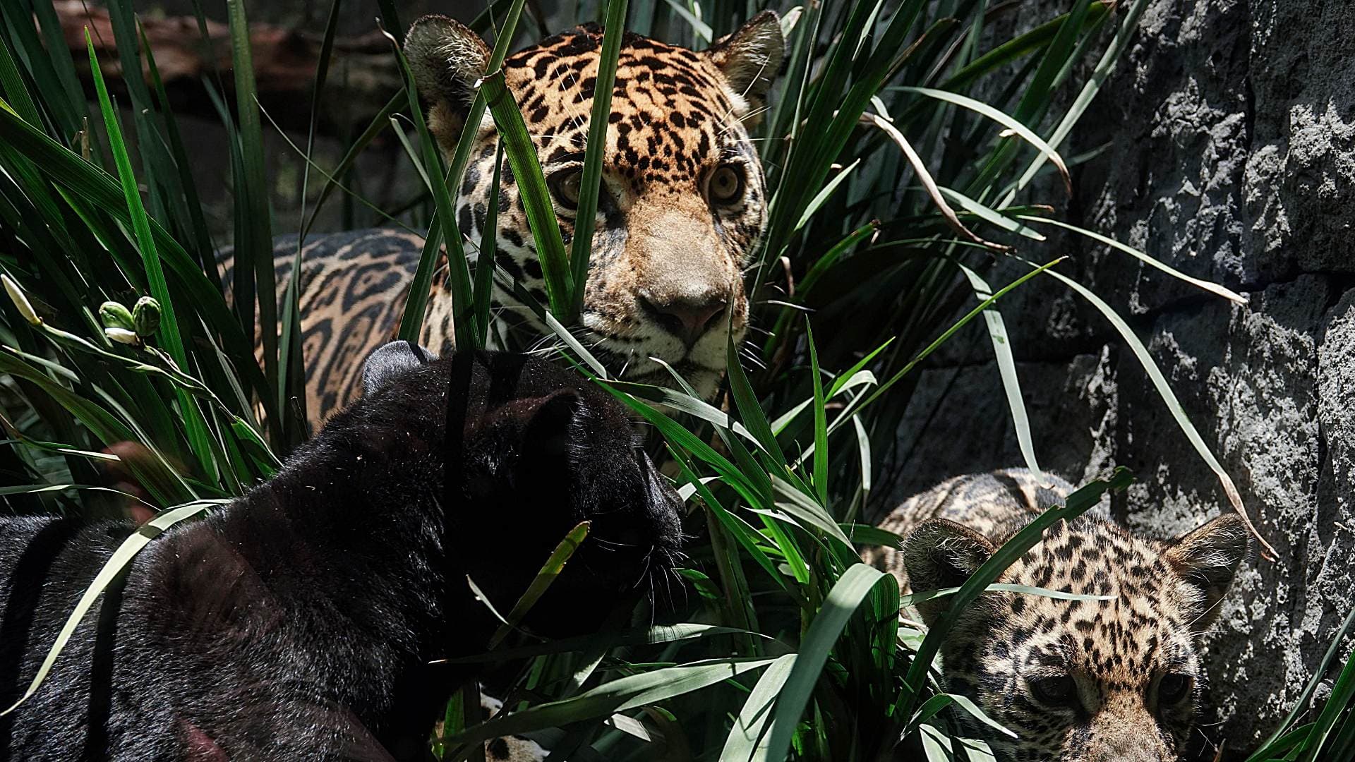 Crías de jaguar en Centro de Conservación de la Vida Silvestre de Chapultepec en agosto 2024