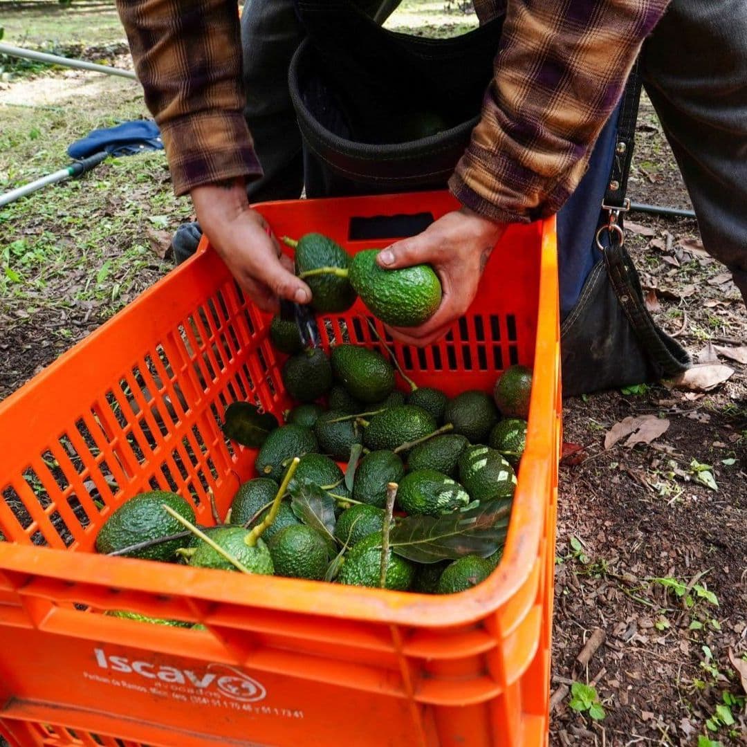 EUA Suspende Importación de Aguacate de Michoacán: Este Es el Motivo