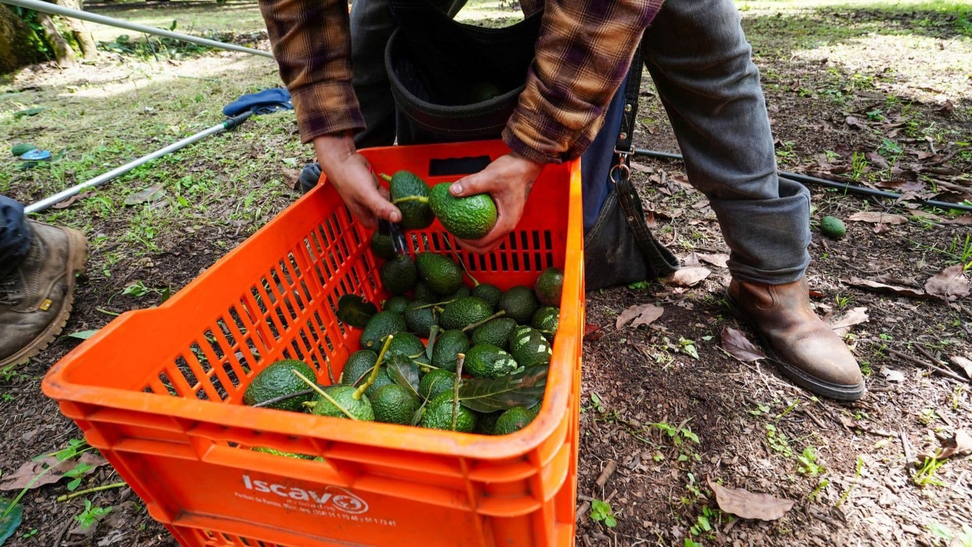 Producción de aguacate en Michoacán