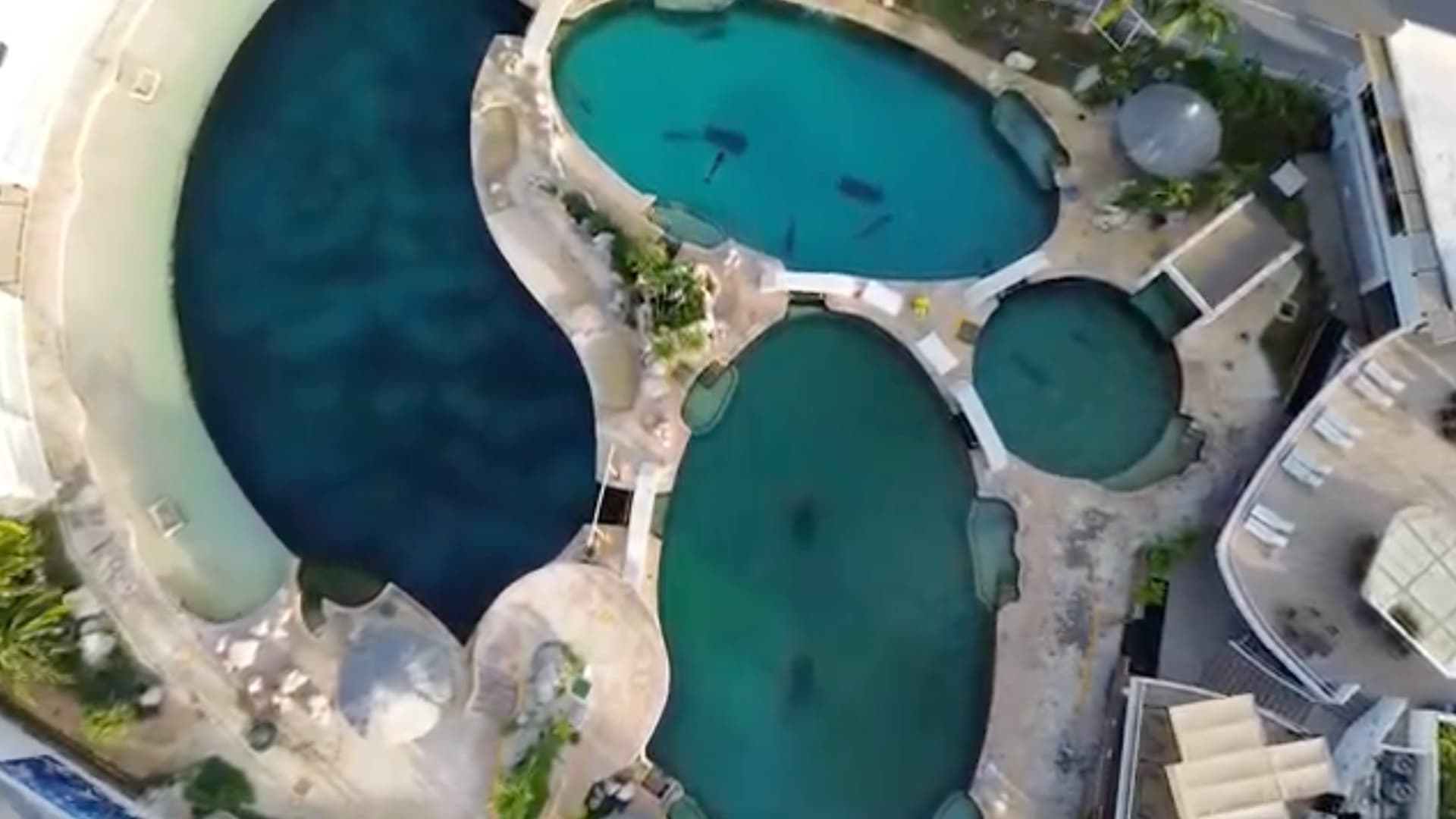 Asociaciones Ambientalistas Exigen Retiro Digno de Delfines de Complejo Acuático en Quintana Roo