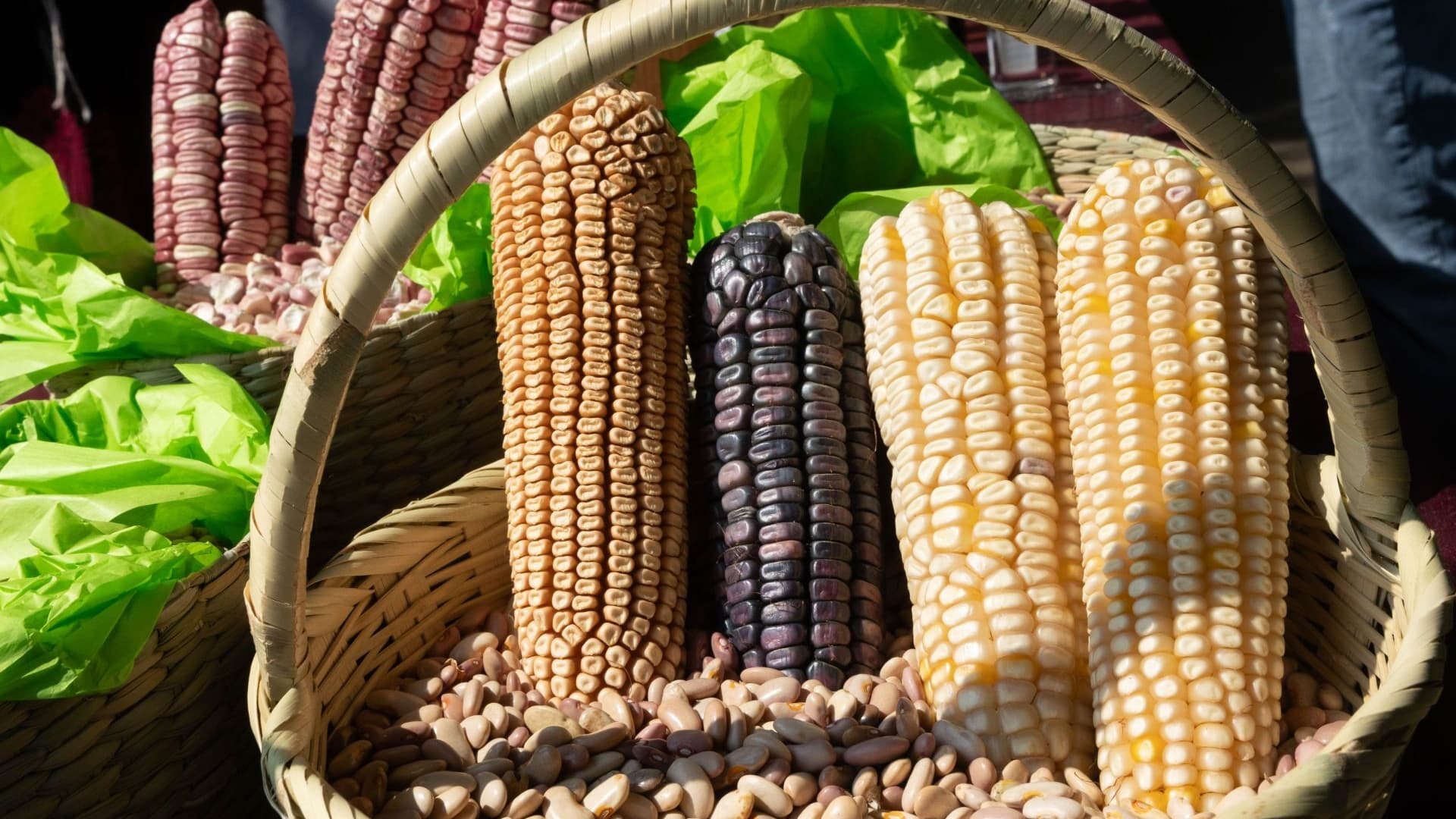 ¿Qué Hacer en Feria del Elote de San Juan Ixtayopan, CDMX? Fecha y Sede