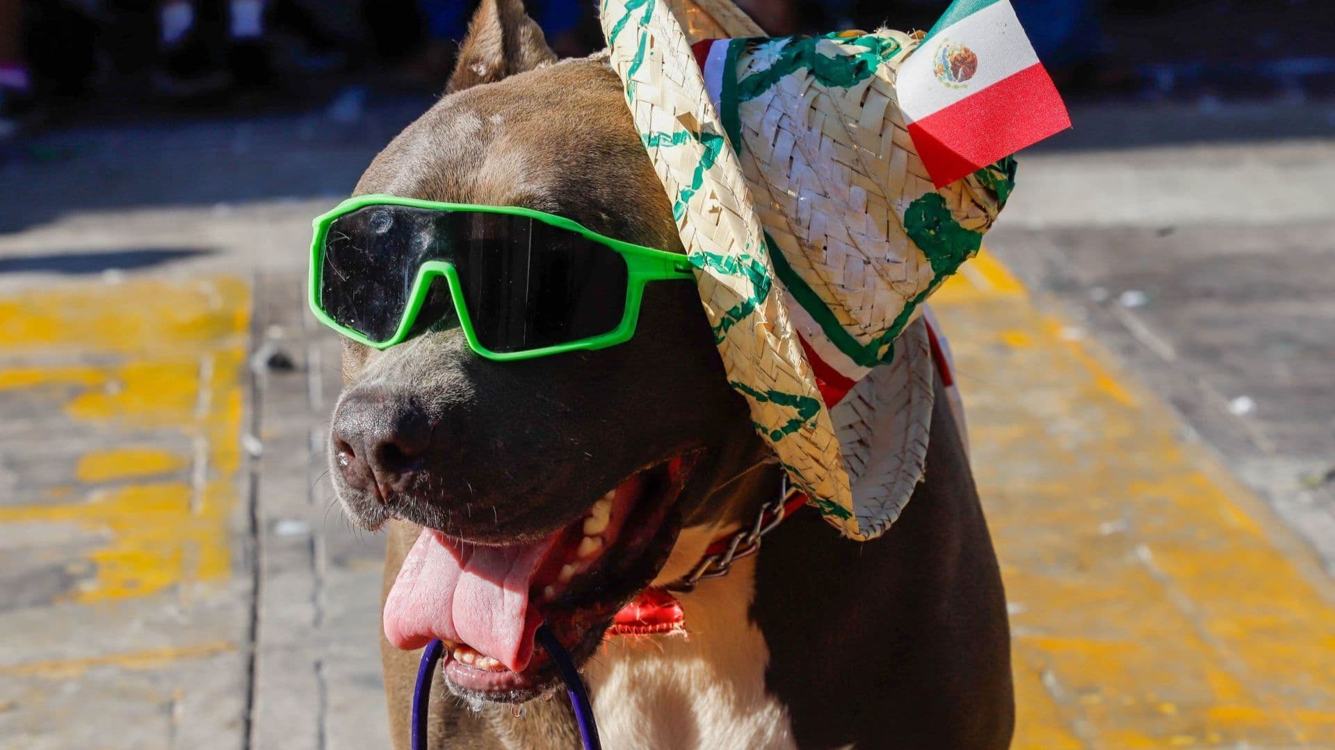 Perros y gatos también son parte de las celebraciones del Grito de Independencia