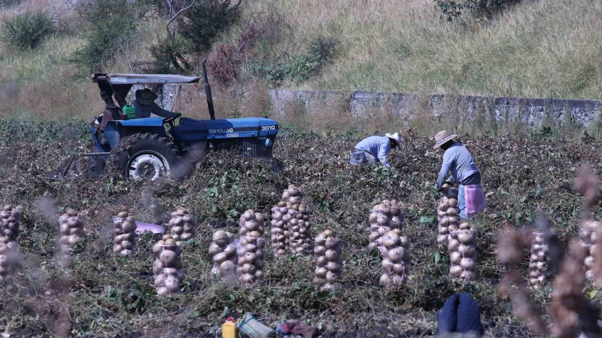 Firman Certificado Laboral para Trabajadores Agrícolas: ¿En Qué Consiste?