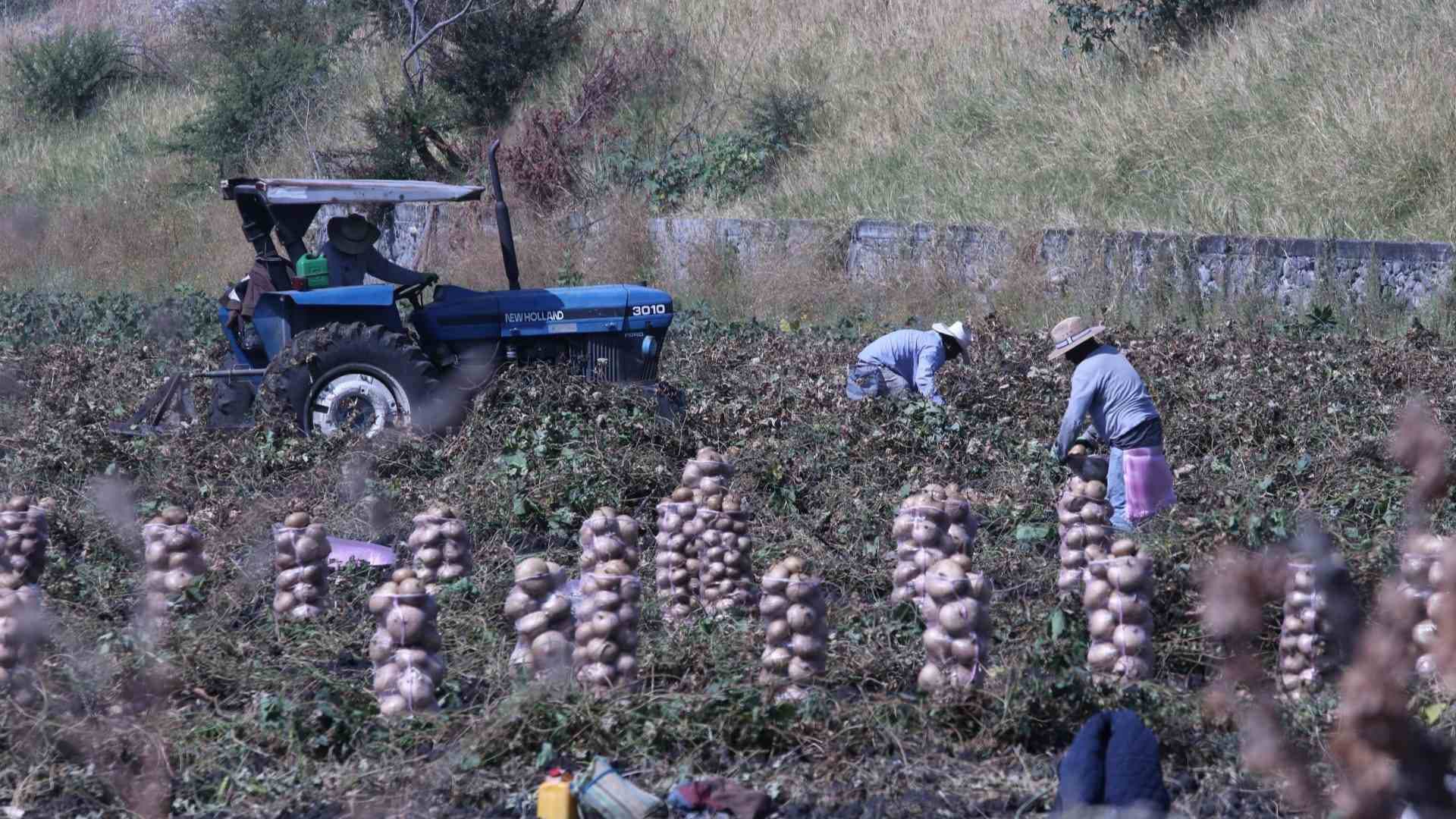 Firman Certificado Laboral para Trabajadores Agrícolas: ¿En Qué Consiste?
