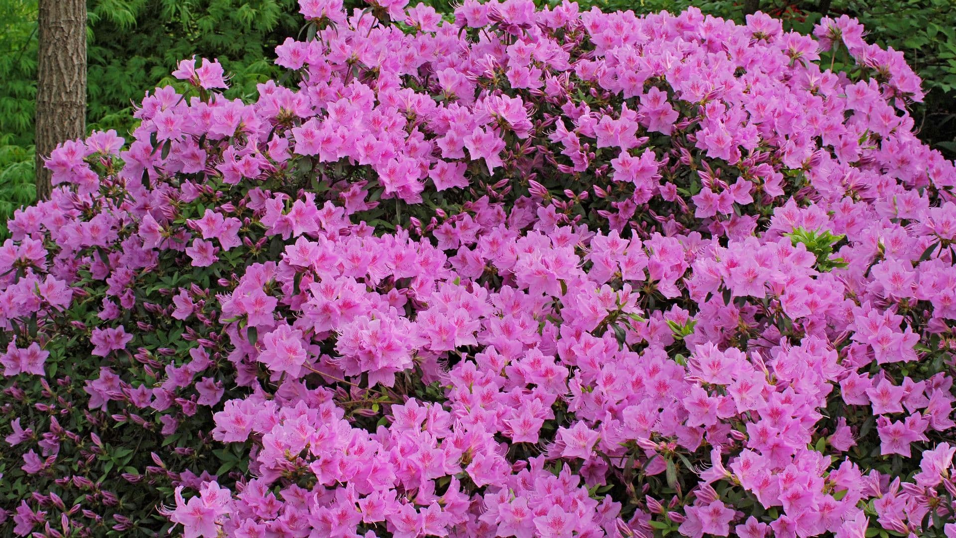 Problemas de Salud que Causan Plantas de Interior como las Azaleas y Aloe Vera en los Perros