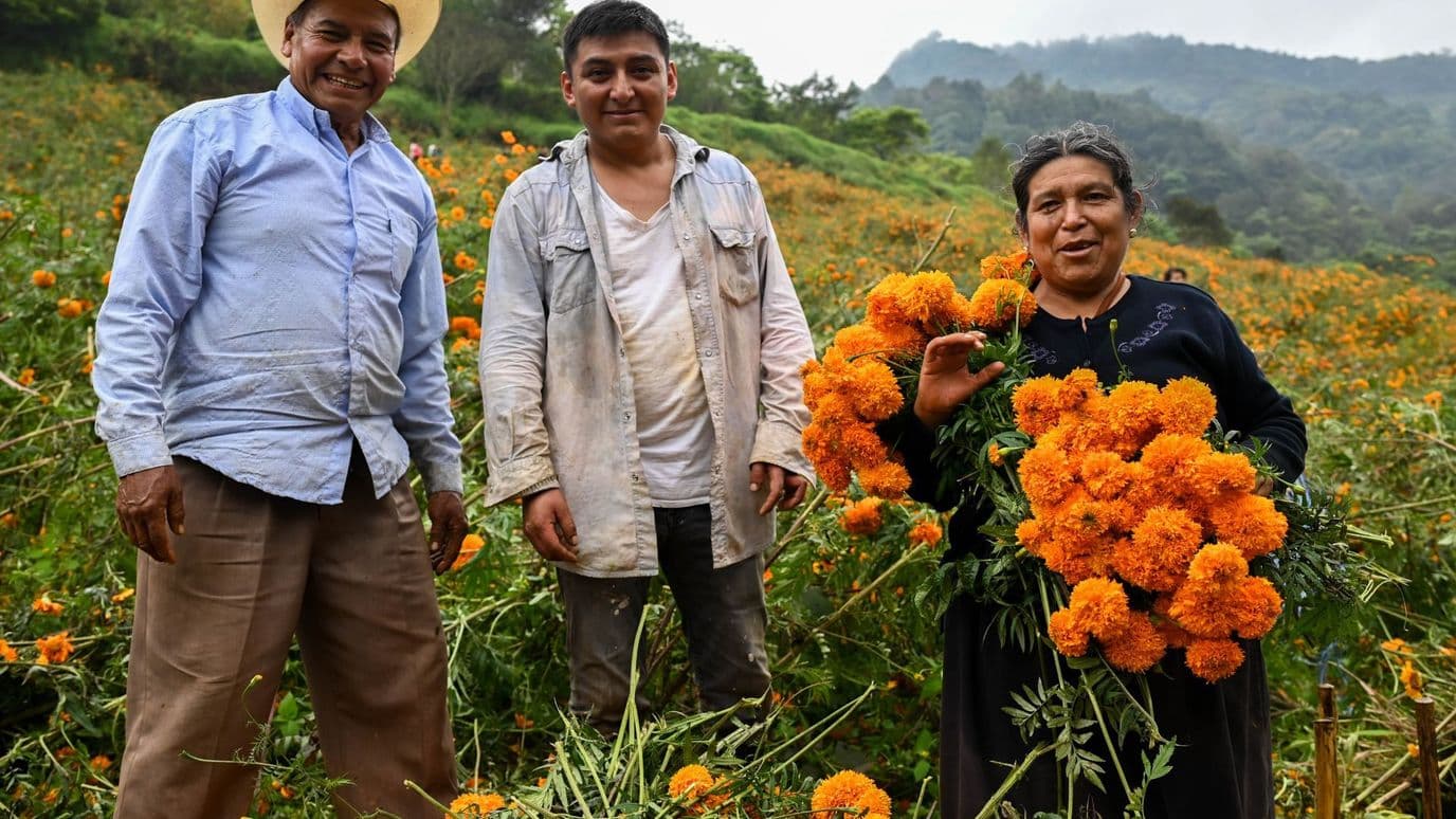 Campo de cempasúchil en Xaltepec, Huauchinango.