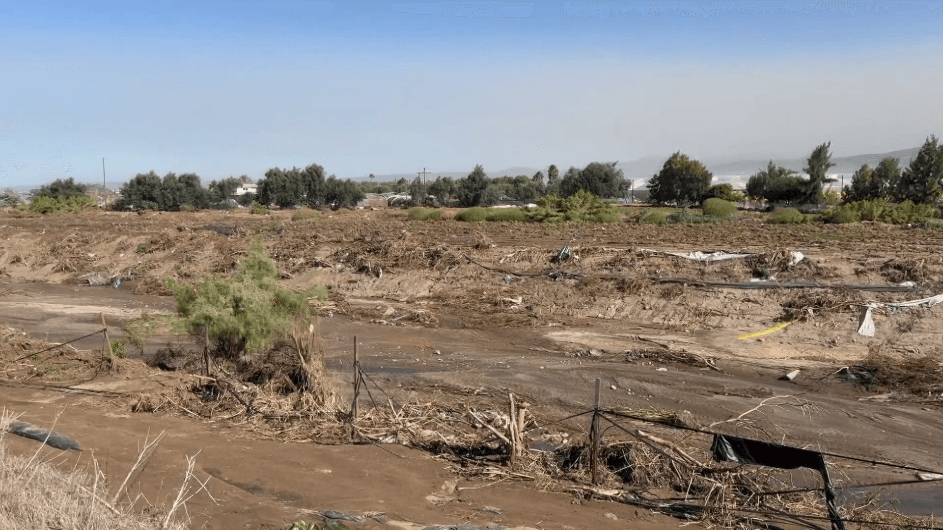 Pérdidas Agrícolas Superan los 50 Millones de Dólares Tras Rachel en Ensenada, BC
