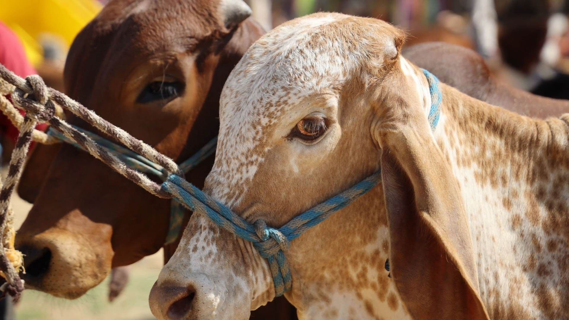Criadores y vendedores de ganado cuidan de sus animales ante la presencia de gusano barrenador. Foto: Cuartoscuro