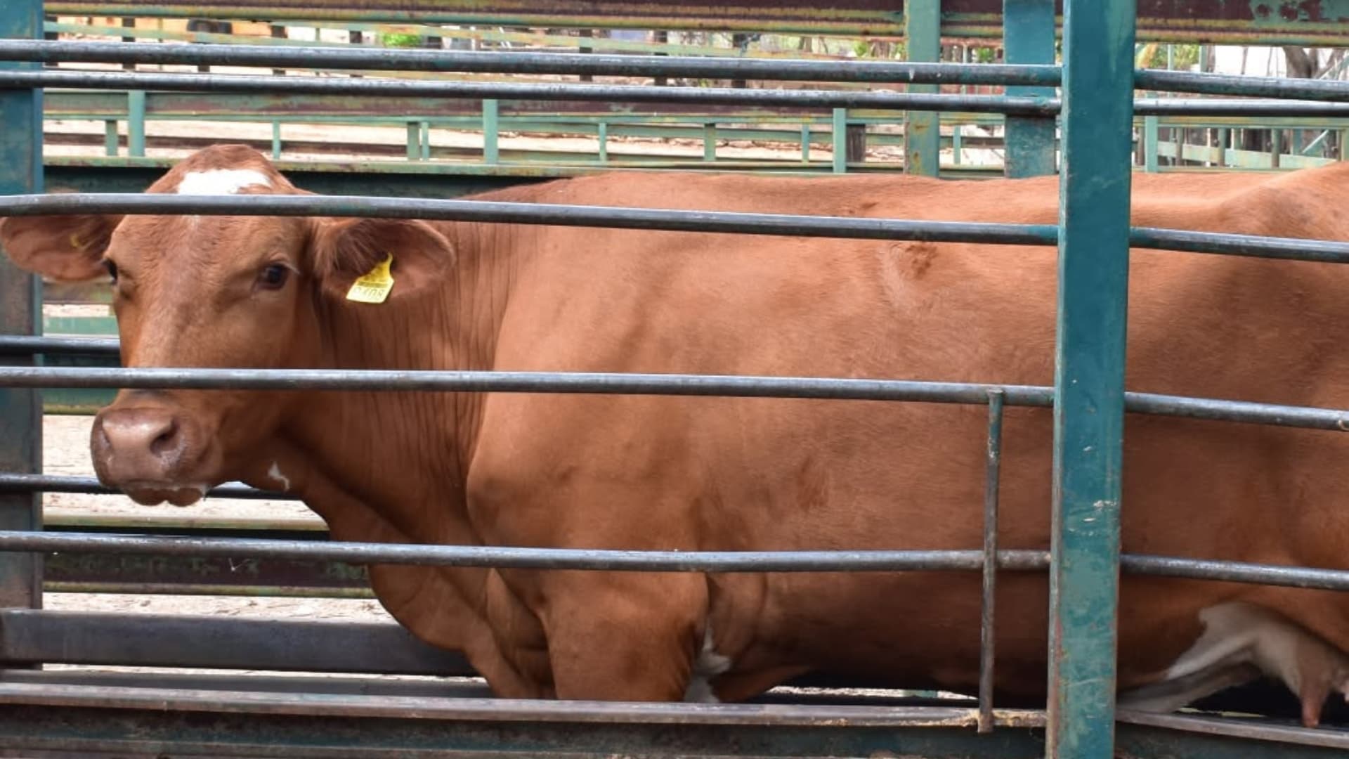 Senasica exhortó a inspeccionar a sus animales