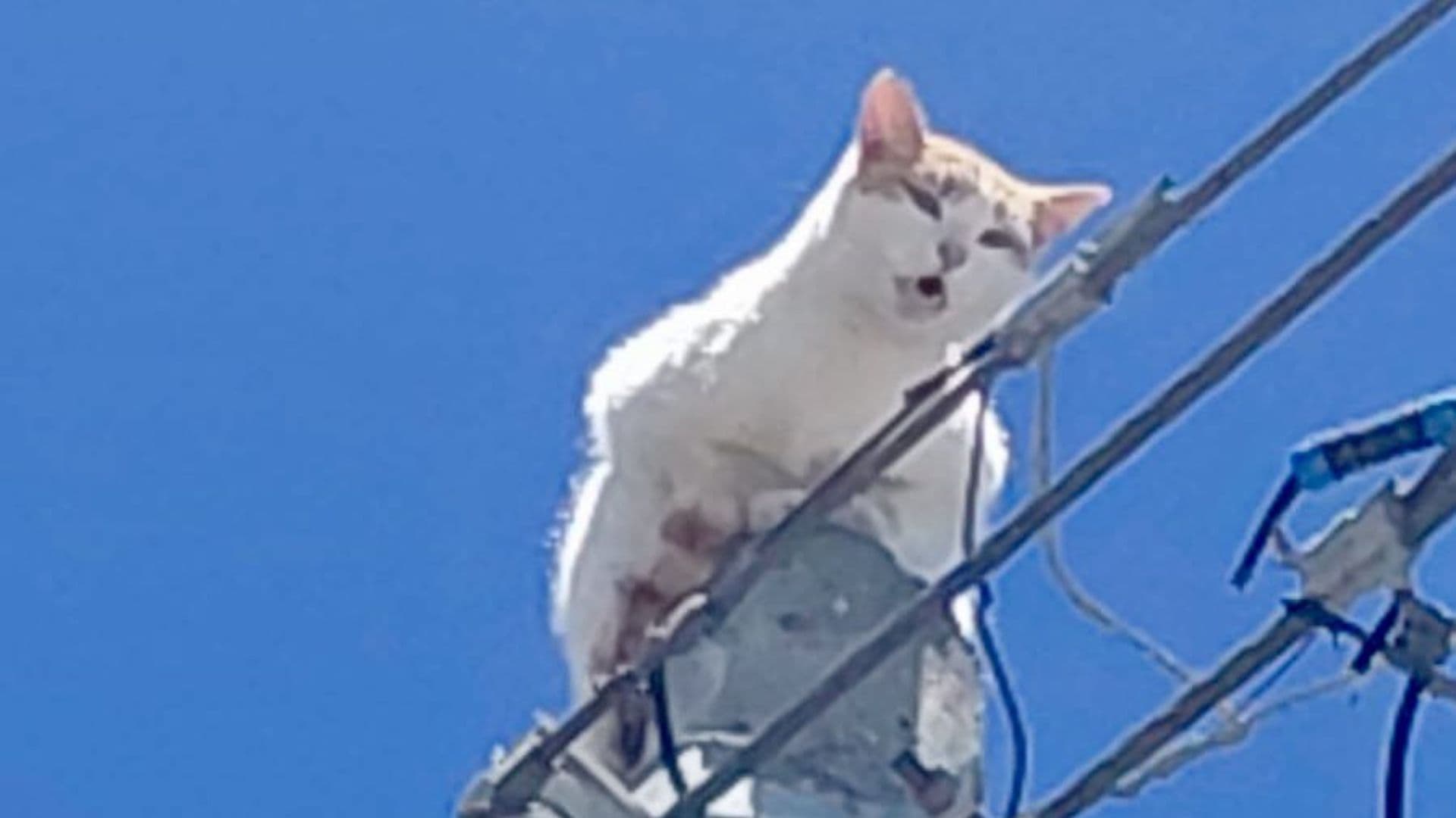 Gato Atrapado Poste Nueve Metros Altura San Luis Tehuiloyocan San Andrés Cholula Puebla
