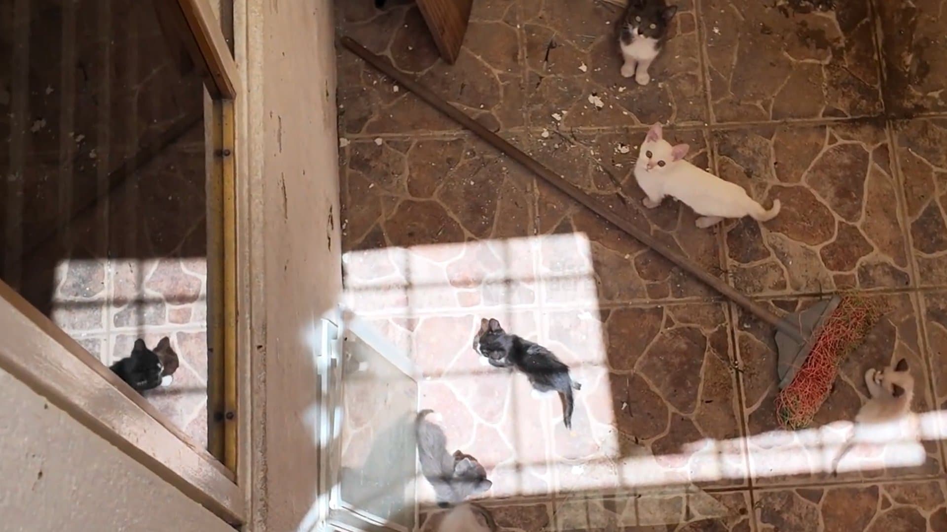 Gatos rescate