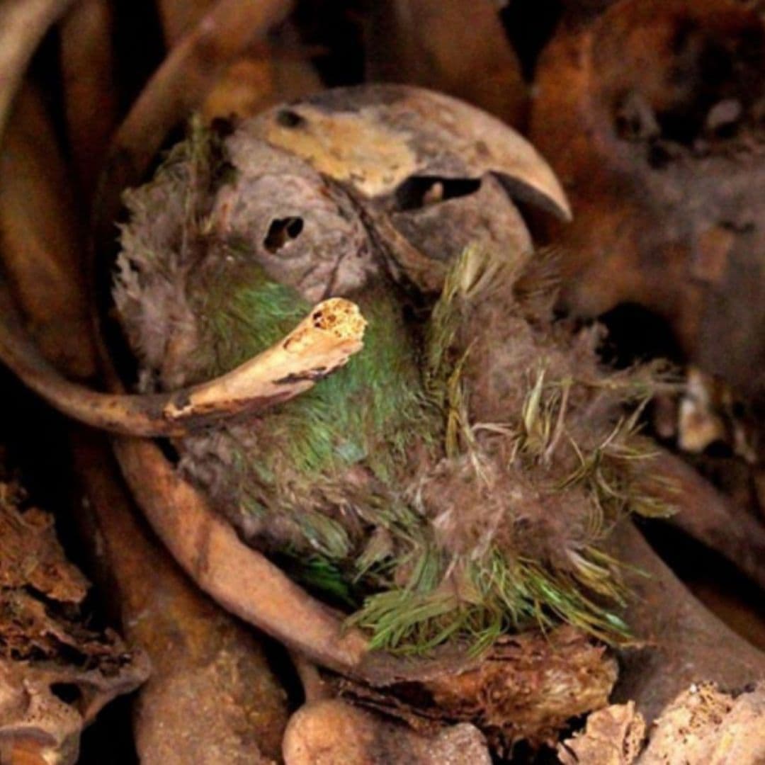 Descubren Guacamaya Momificada en Sitio Arqueológico de Chihuahua