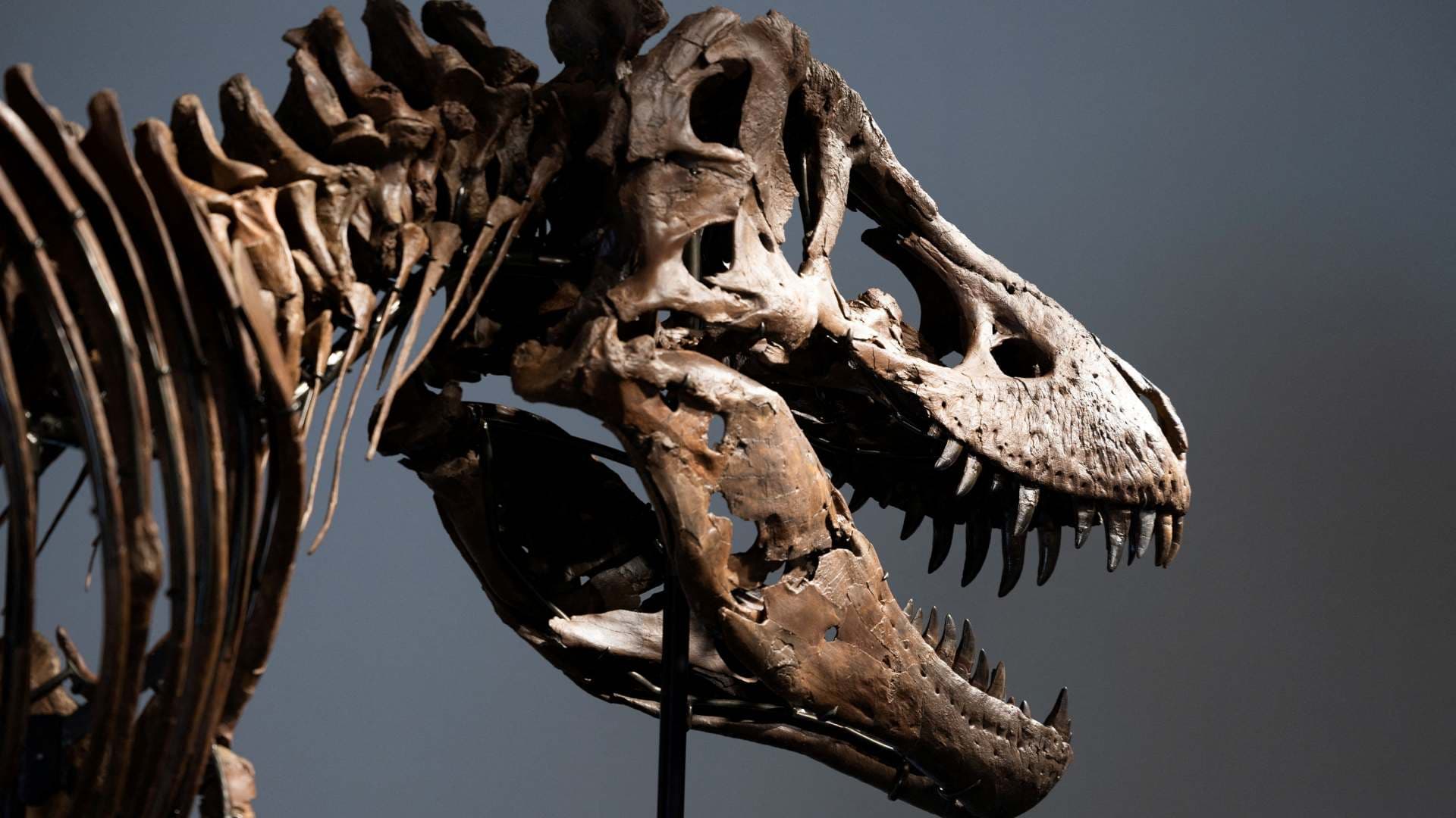 Video de "Gus": Así Es el Esqueleto de Tiranosaurio Rex que Subastarán en 20 MDD