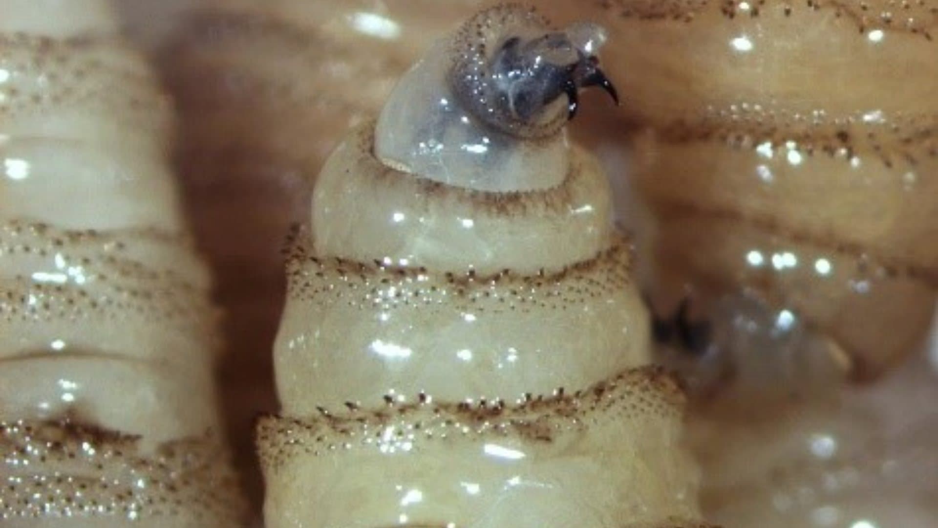 Gusano barrenador, larva de mosca Cochliomyia hominivorax