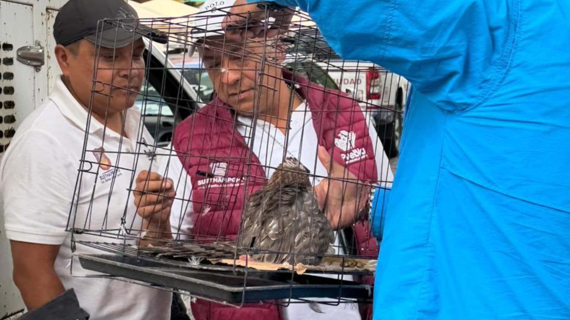 Halcón Rescatado en Jardinera Plancha de Zócalo Centro Histórico Puebla