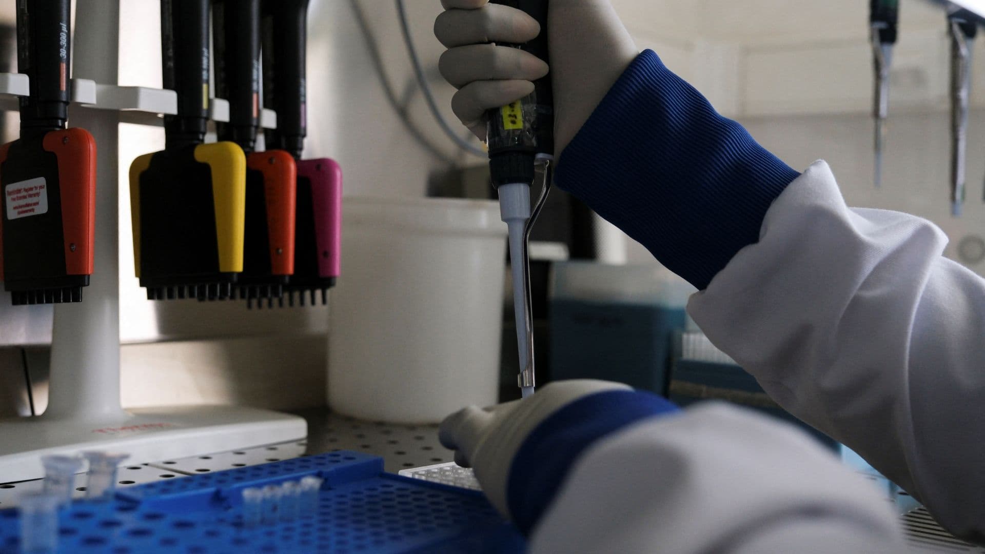 Regresa Hantavirus: Se Encienden las Alertas Sanitarias en Venezuela con Tres Muertos