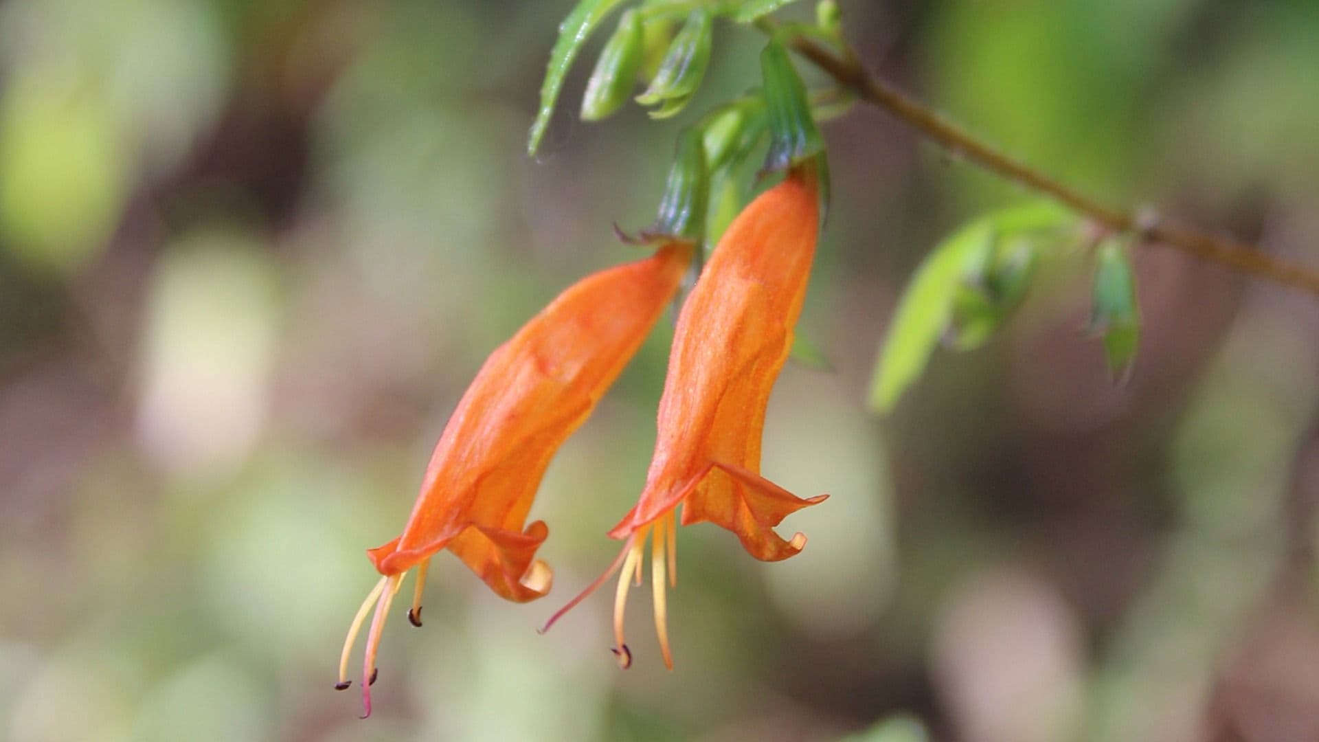 'Clinopodium macrostemum', conocida como hierba del borracho. Foto: EncicloVida Conabio