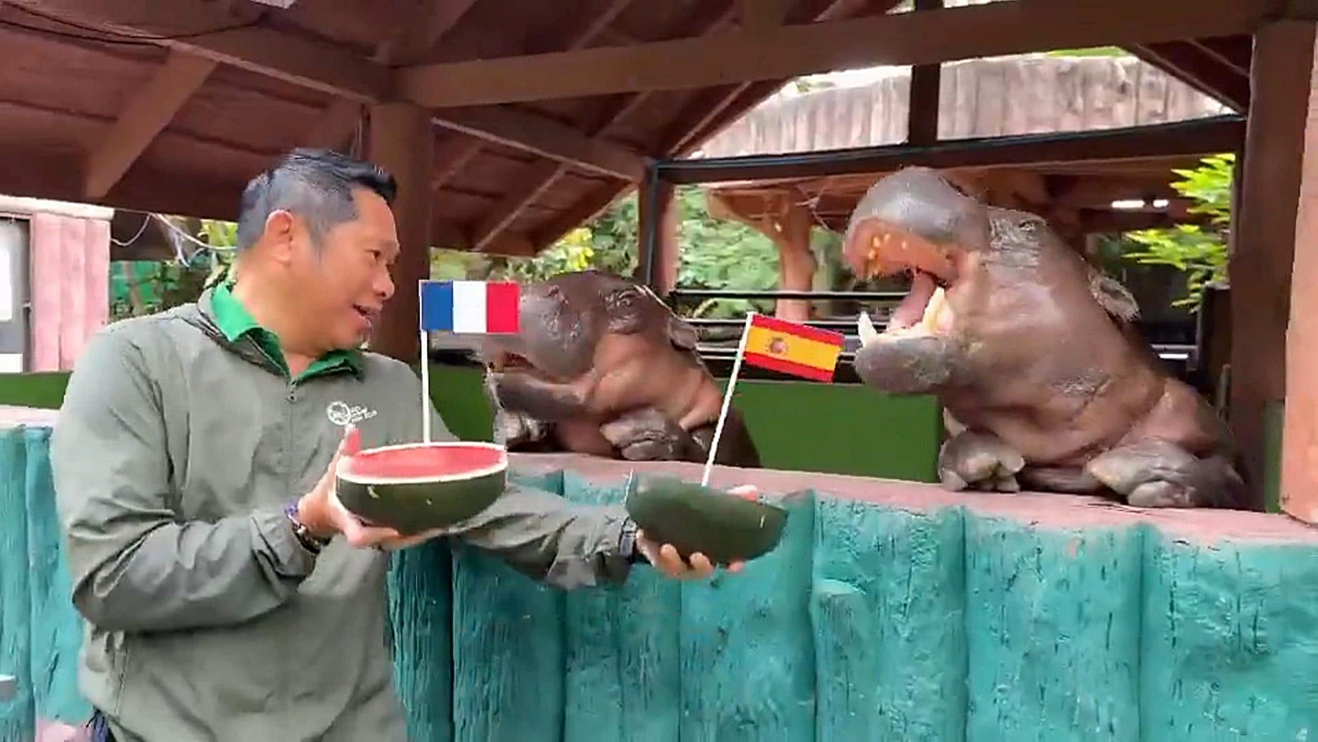 El hipopótamo pigmeo tailandés Moo Deng predice quién se enfrentará en la final del Mundial 2026. Foto: EFE | Zoo Khao Kheow