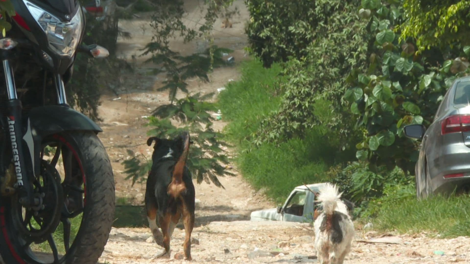 Perros en La Mesa Colorada