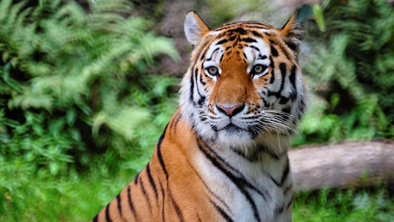 Tigre