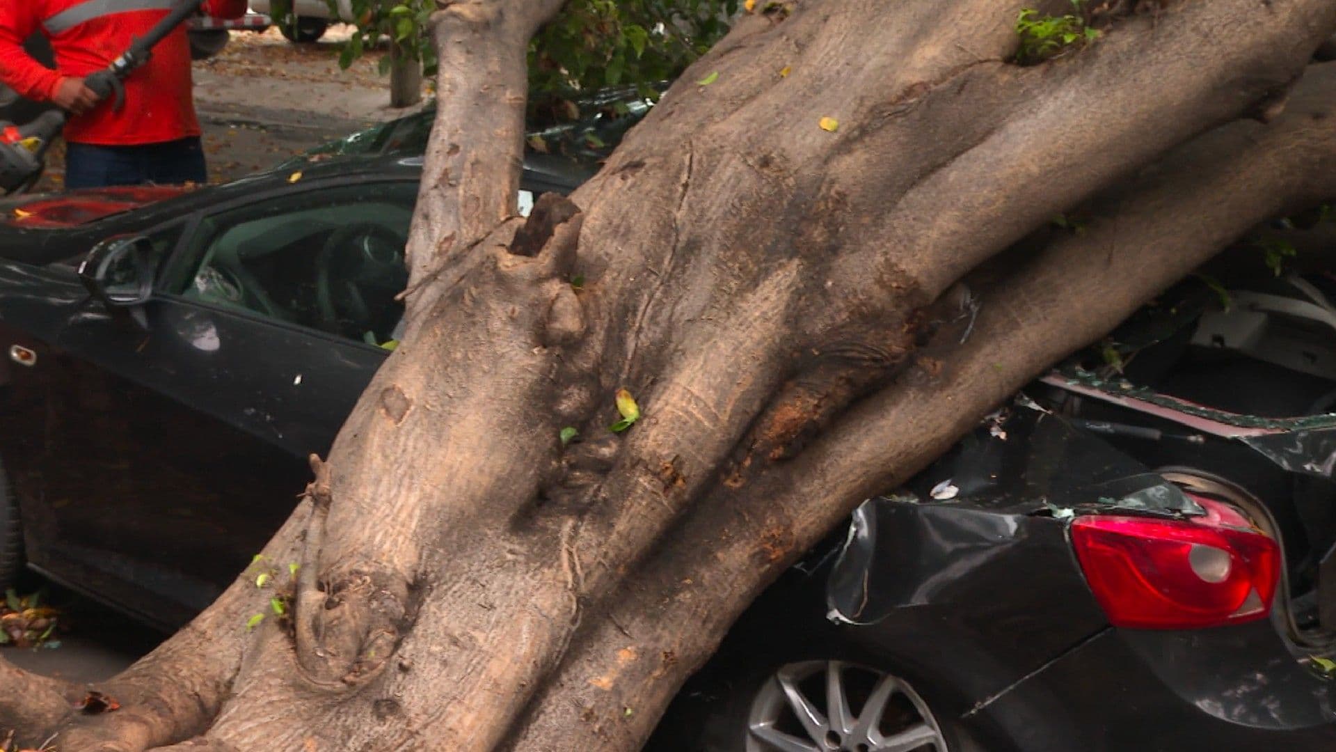 Árbol caído