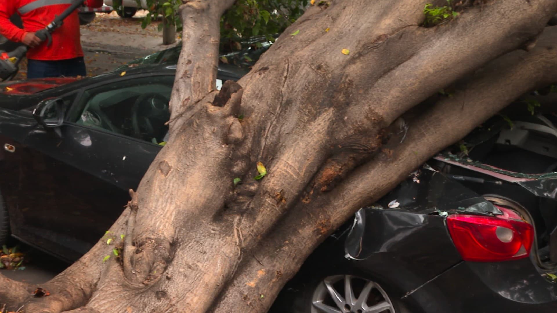 Árbol caído