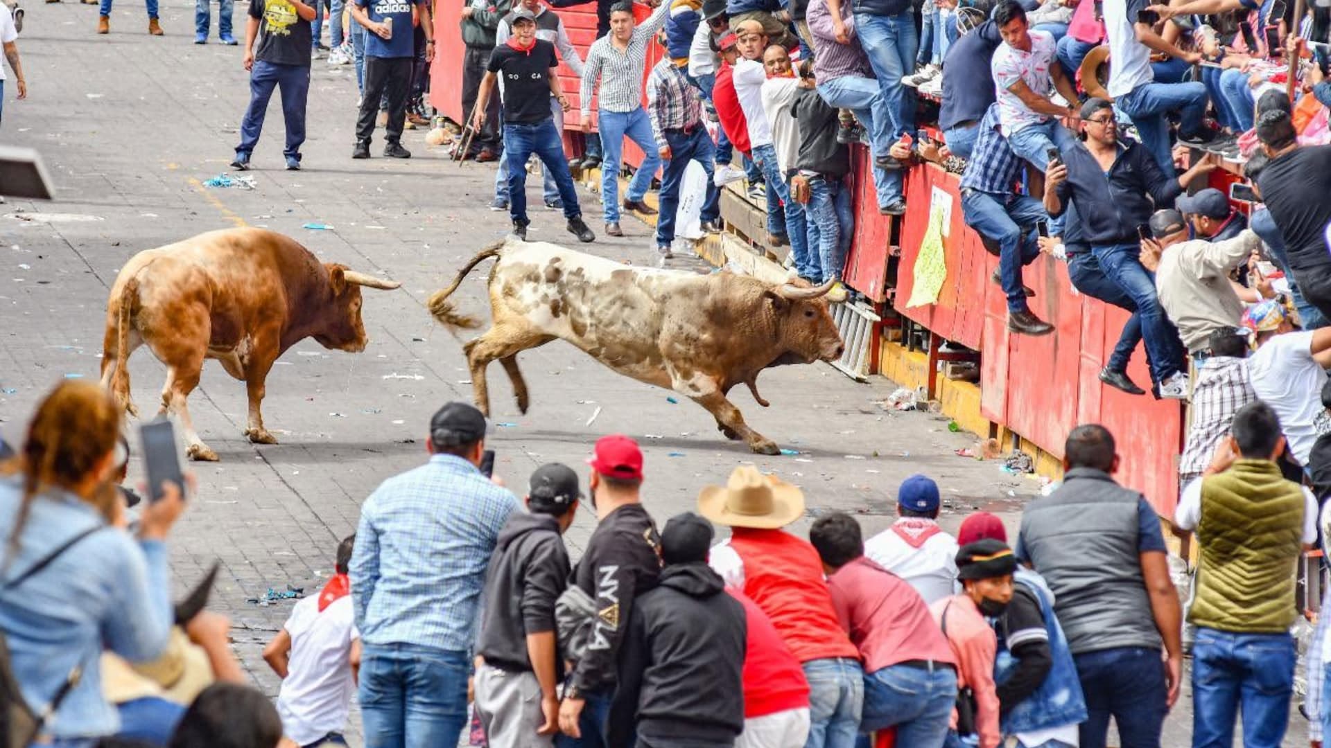 Huamantlada 2026 Huamantla Tlaxcala Toros Sueltos Fecha Hora Recomendaciones
