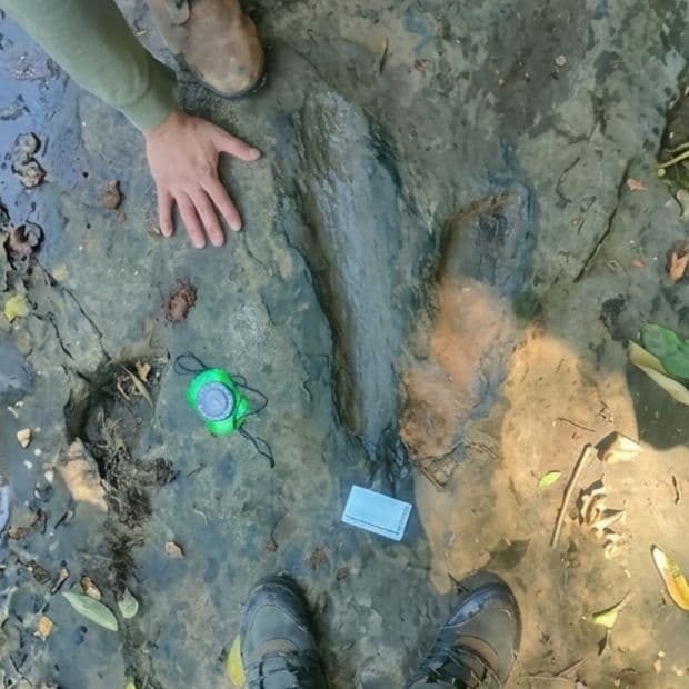 Hallan Huellas de ‘Animales Gigantes’ en Michoacán; INAH Confirma que Son de Dinosaurios