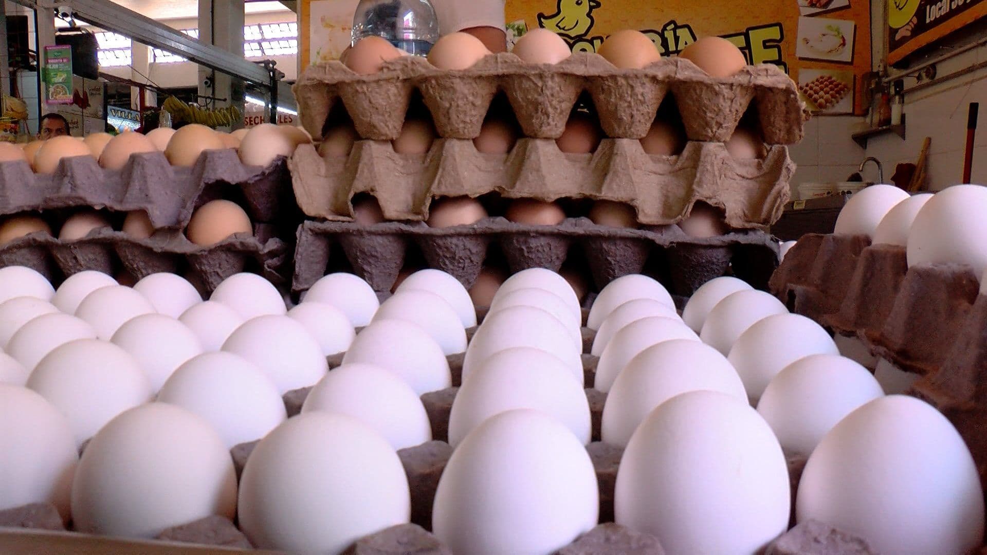Jalisco Produce 1 de Cada 2 Huevos que se Consumen en México