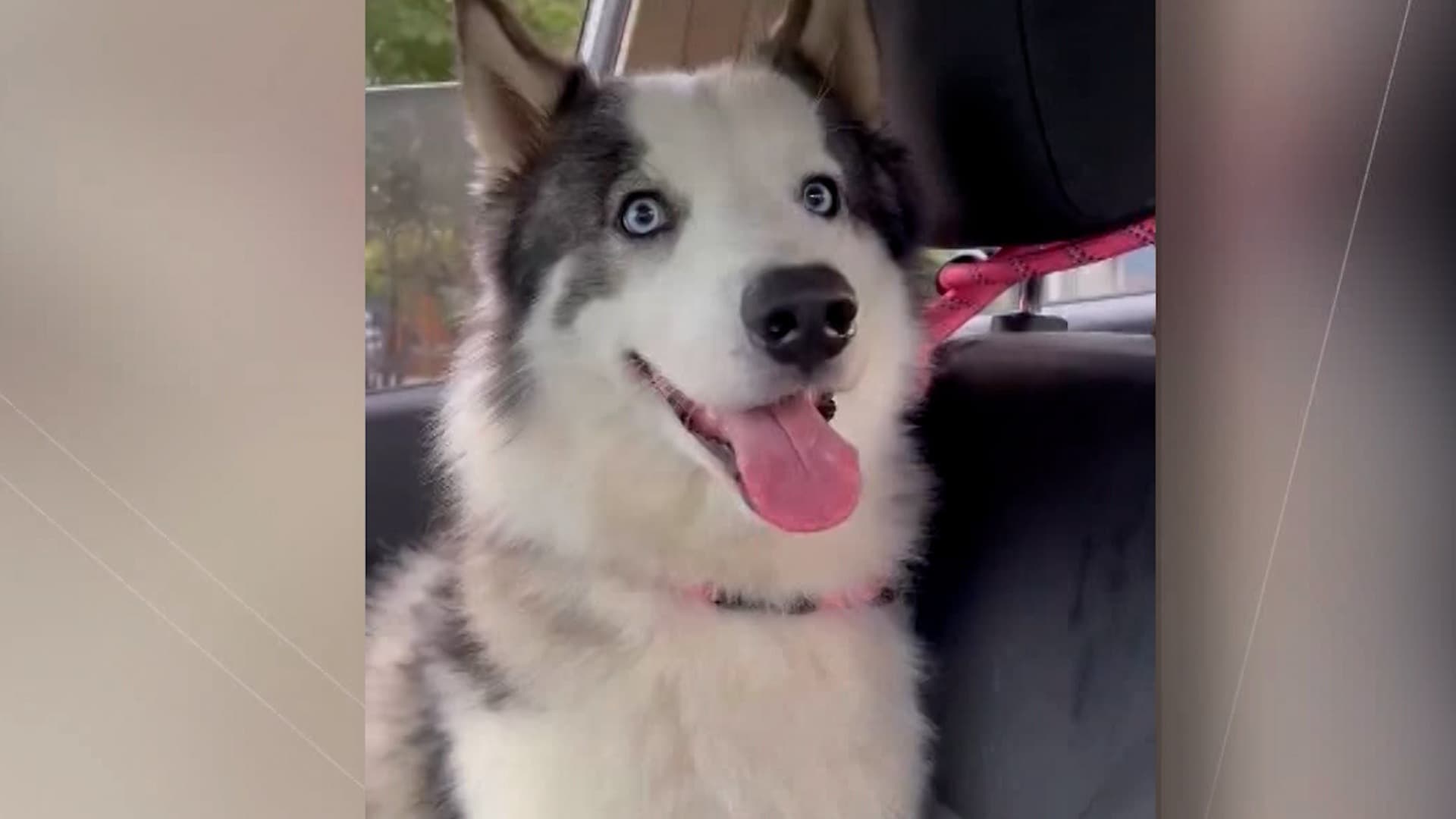 Perro Husky