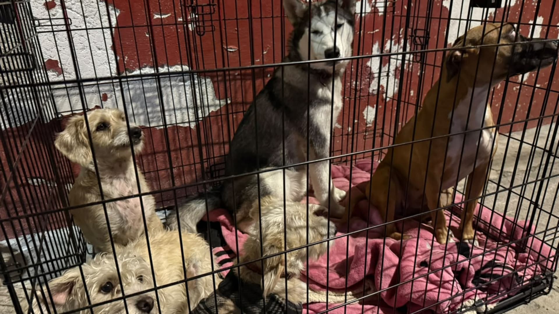 Perros rescatados en la colonia El Sol en Nezahualcóyotl tras incendio de casa