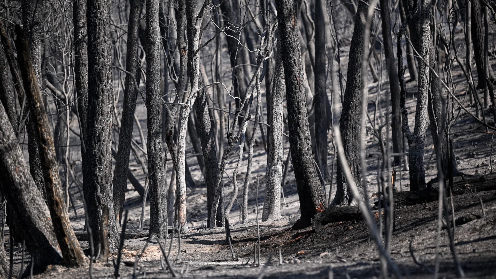 Bosque después del incendio