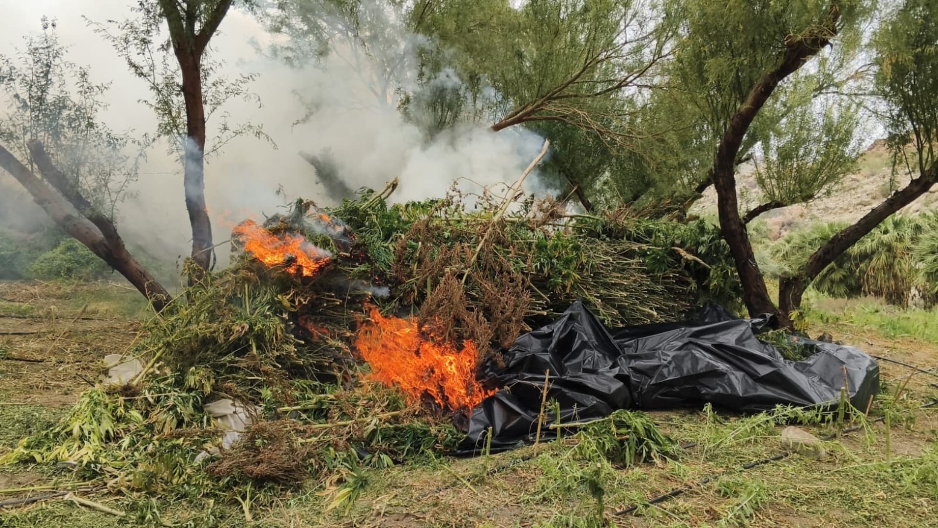 Localizan e Incineran 15 Plantíos y Cuatro Secaderos de Marihuana en Tecate, BC