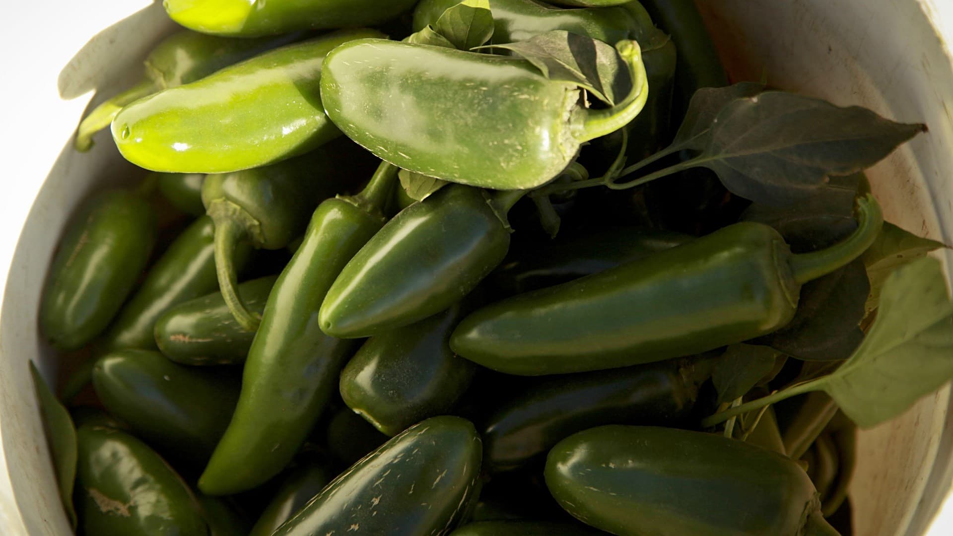 Chiles jalapeños en campos de Sinaloa en enero de 2014. Foto: Cuartoscuro | Archivo