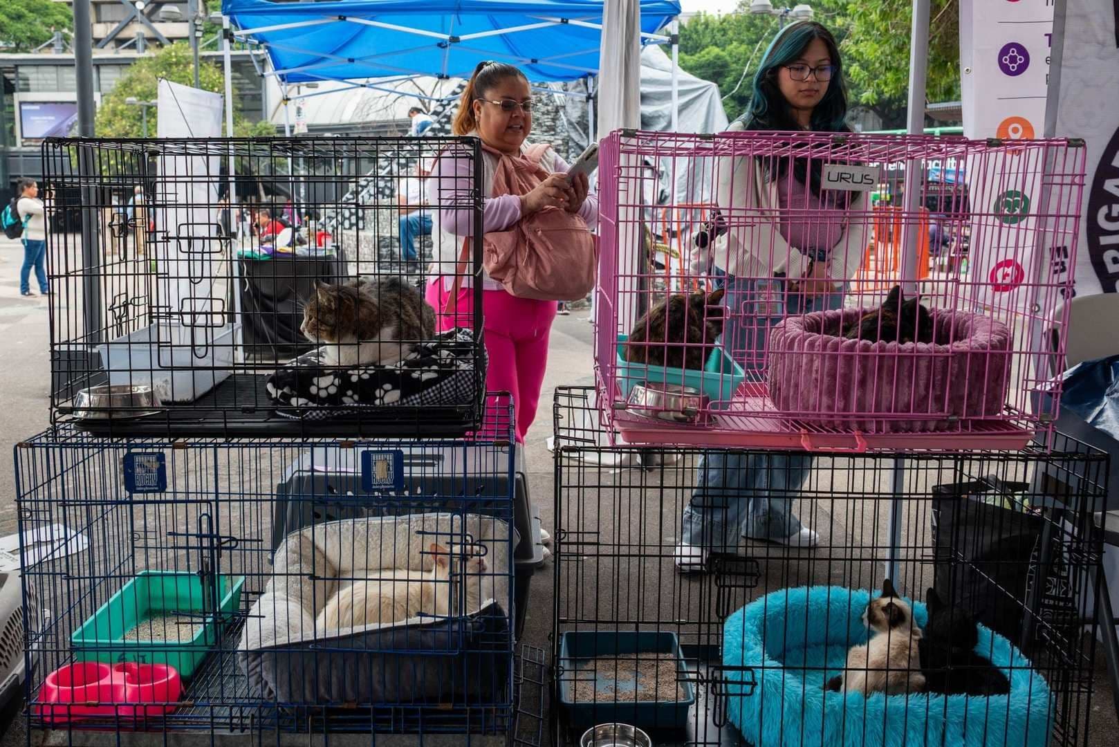 Perrito Perdido Aparece en Jornada de Adopción en CDMX y su Dueño lo Reconoce en TV