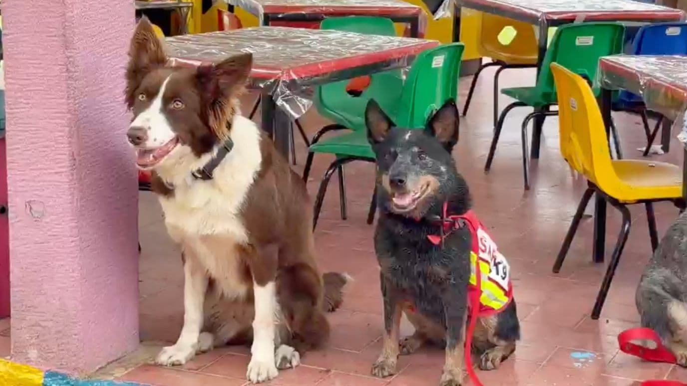 Jubilan a perrita de rescate de la Cruz Roja de Xalapa.