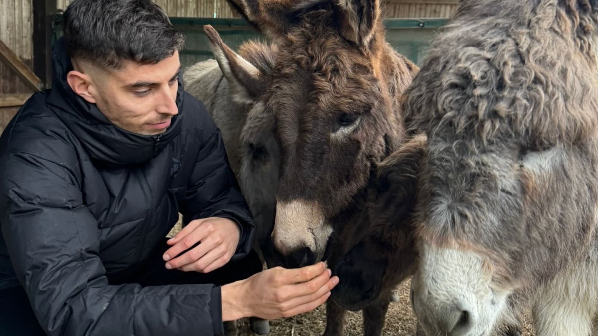 Kai Havertz y burros