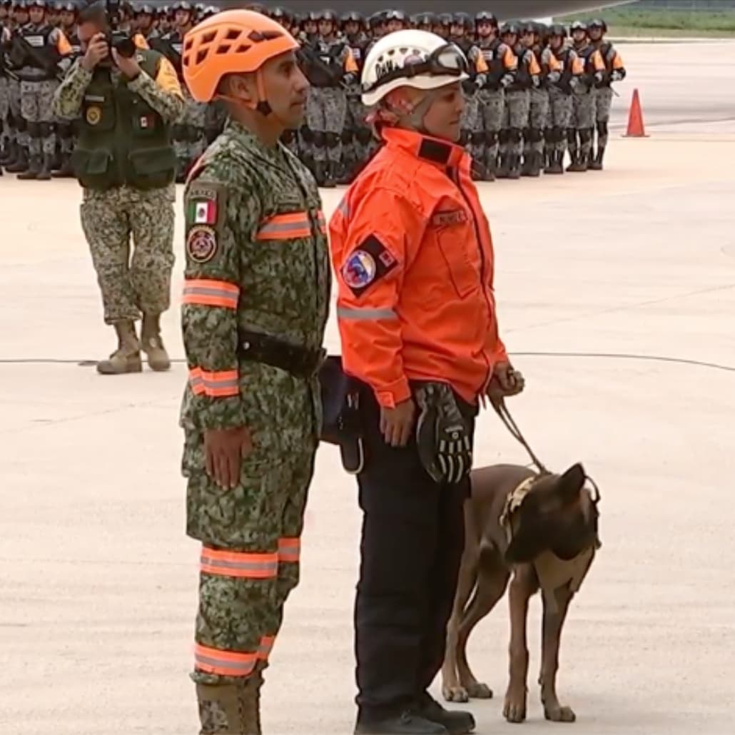 Laika ahora forma parte del equipo de rescate del Ejército Mexicano