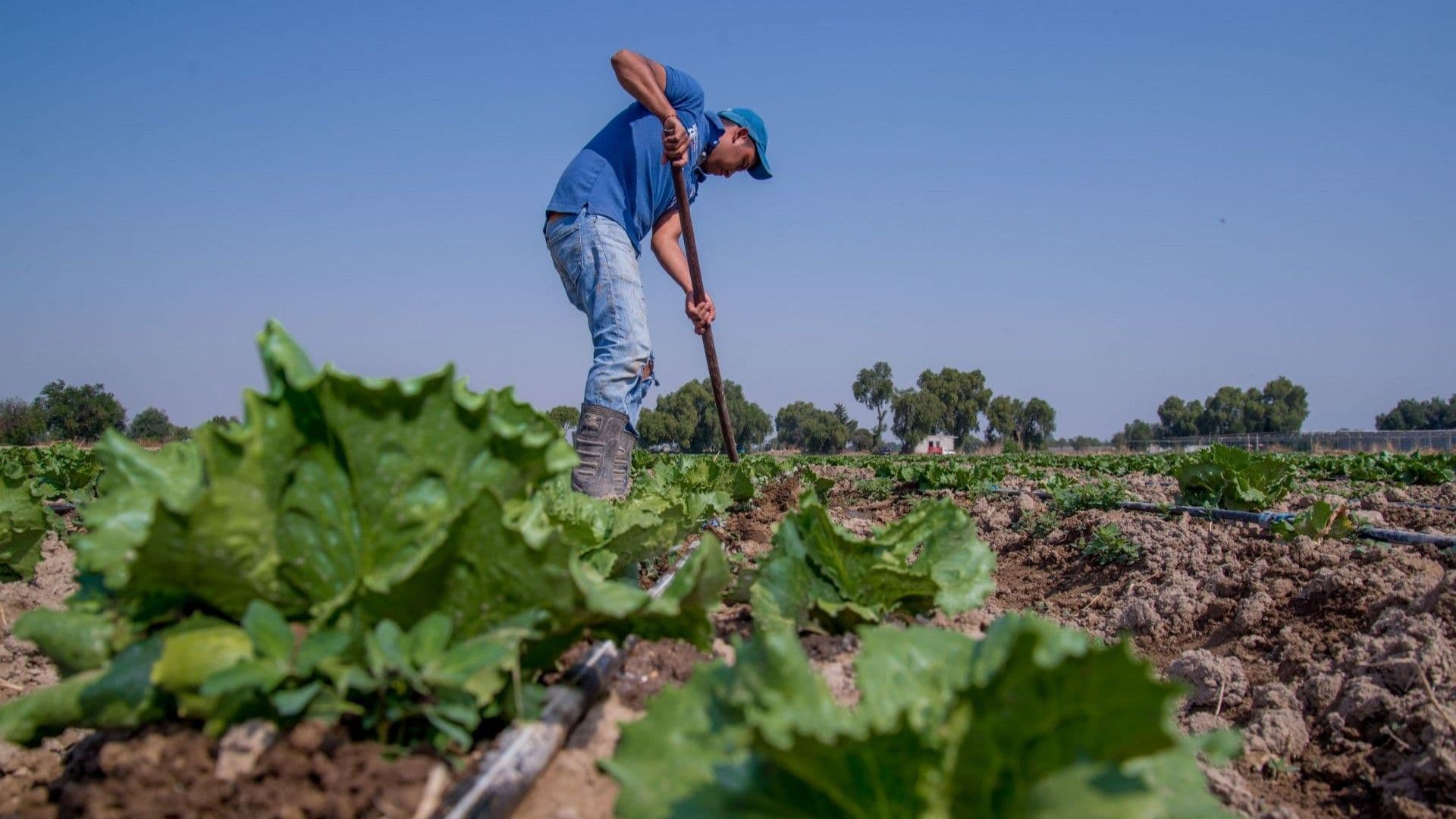 Producción de lechuga en México