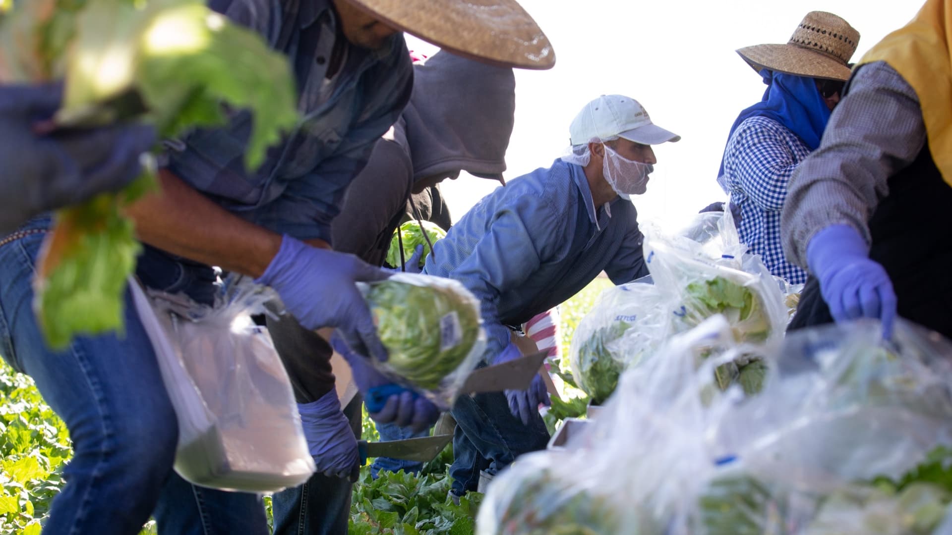 ¿Dónde Cultivan la Lechuga Iceberg en México? Sería la Causa de Brote de Diarrea Explosiva