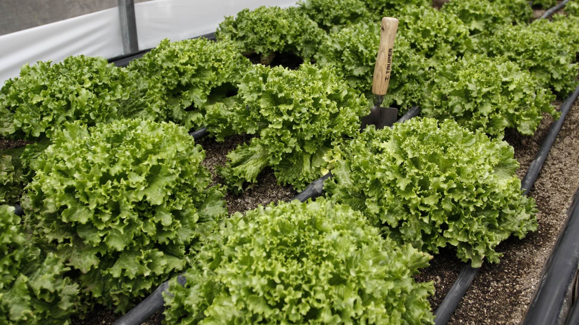 Huerto urbano con producción de lechuga en 2015. Foto: Cuartoscuro