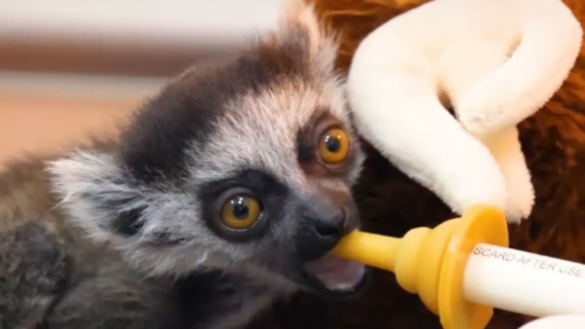 pequeño lémur