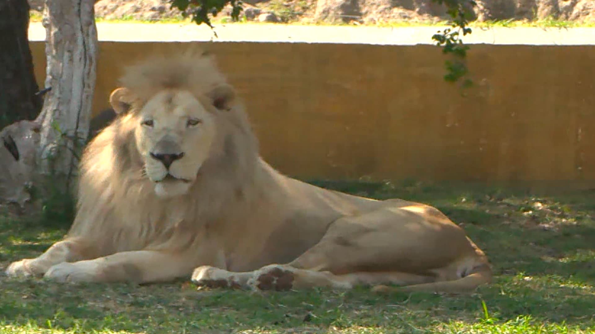 León