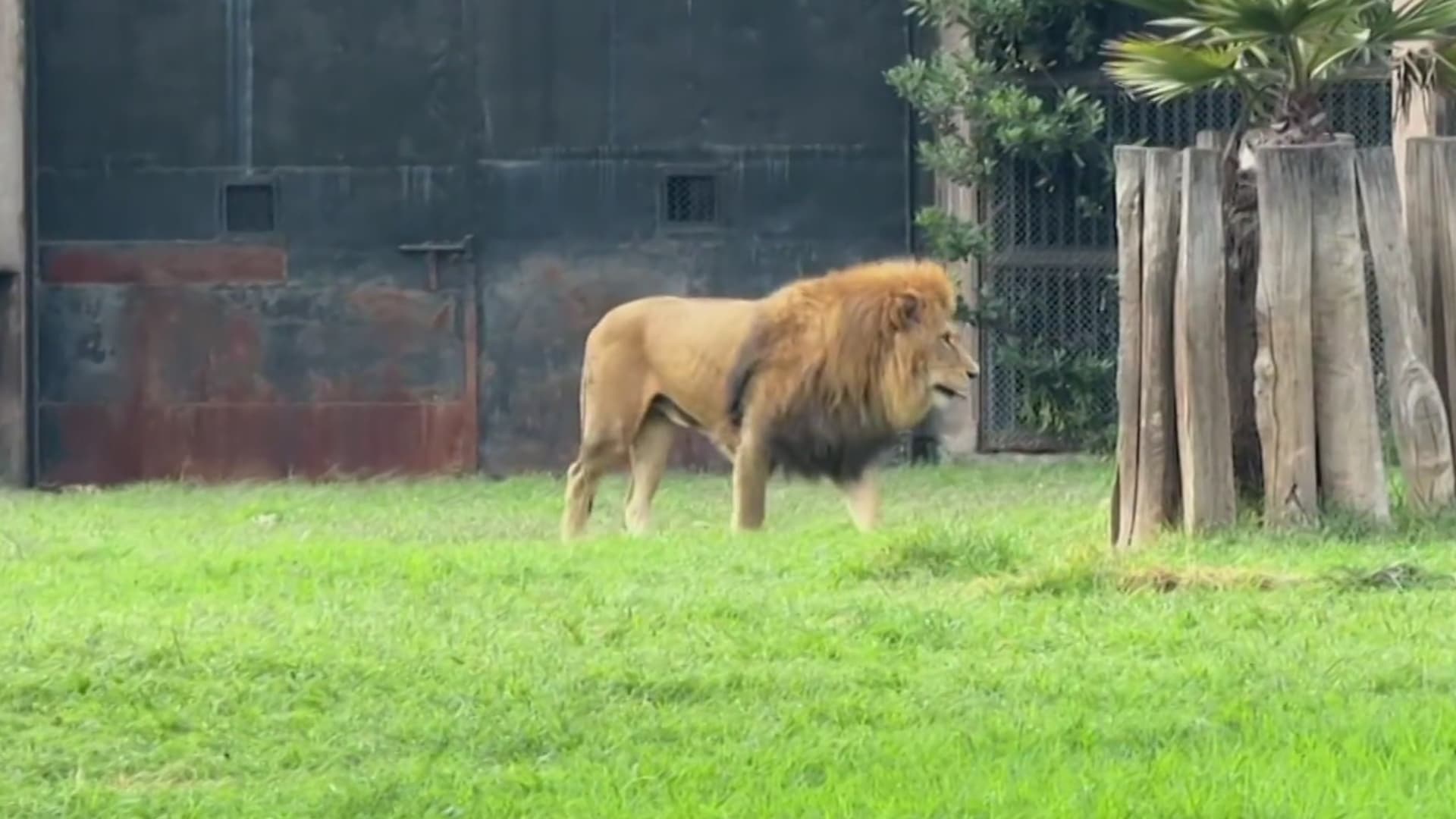 León en Zoológico de Aragón.