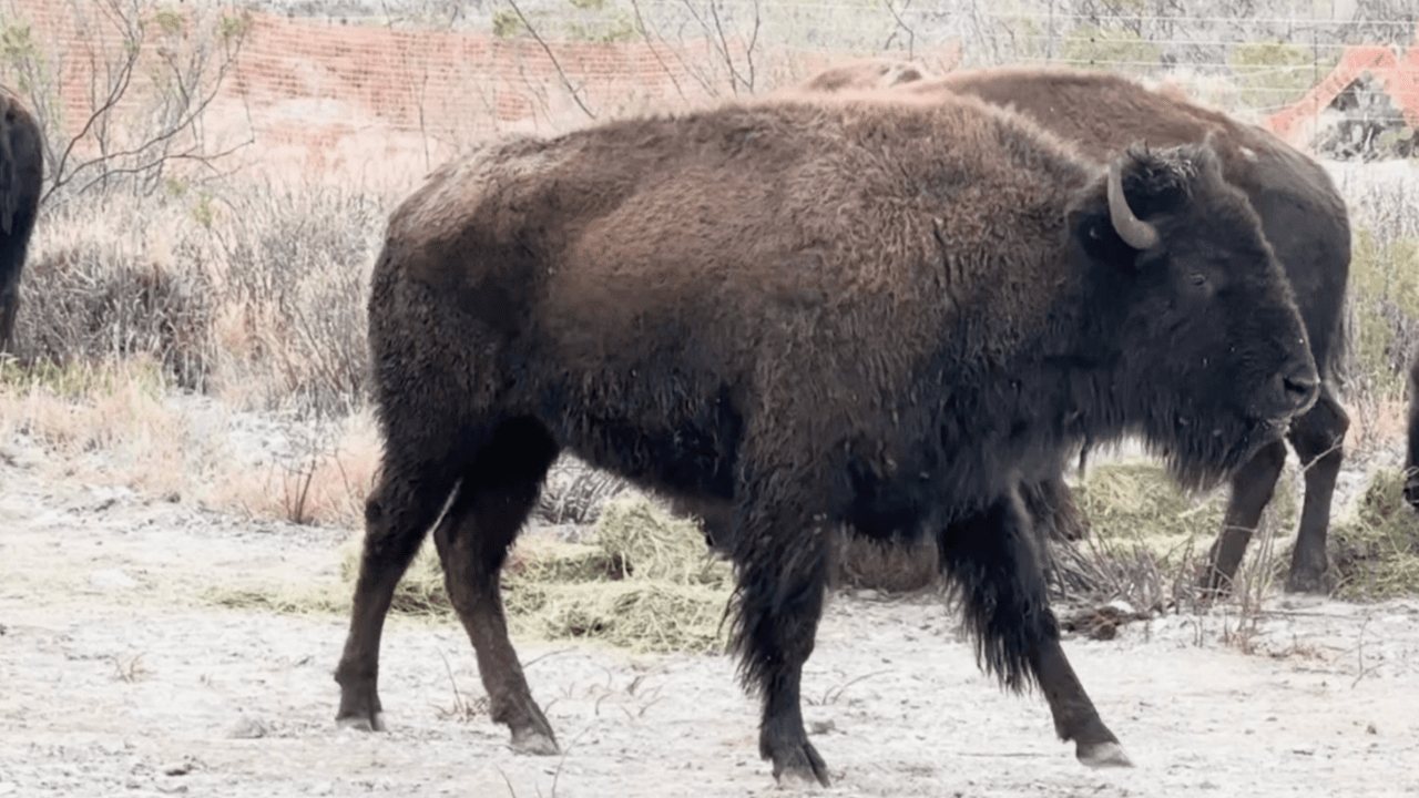 Liberan 44 bisontes en reserva Cuenca Los Ojos de Agua Prieta