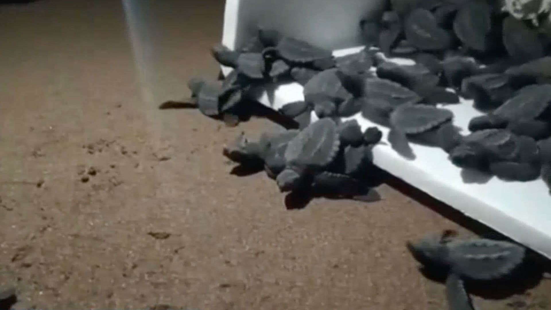 Liberan 56 tortugas lora en playa de Las Barrillas en Coatzacoalcos