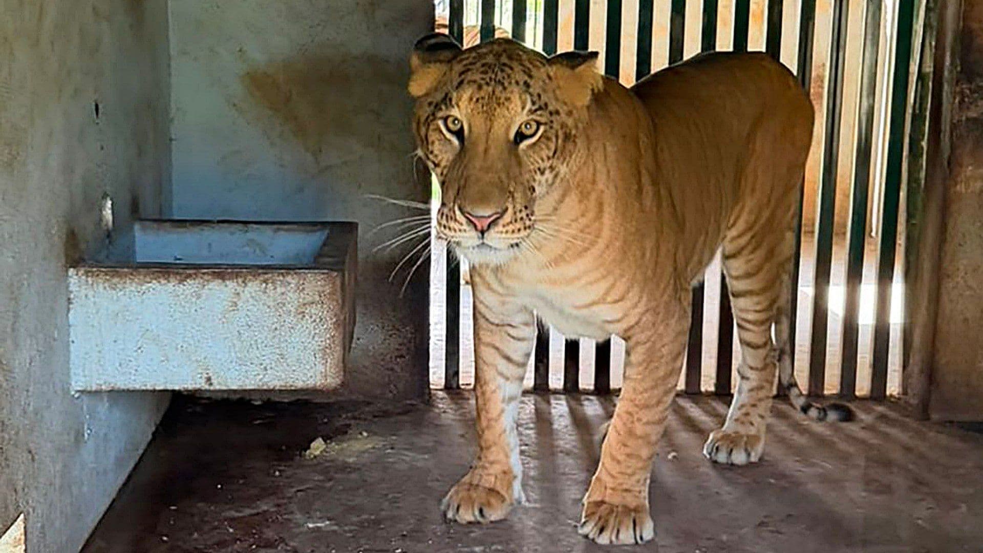 Ejemplar de ligre asegurado en rancho en Tamaulipas. Foto: Semar